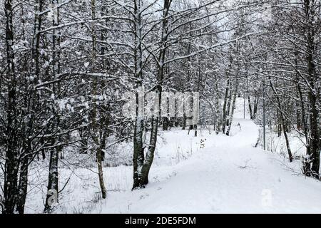 Sentier couvert de neige à travers une forêt d'hiver. Vosges, France. Banque D'Images