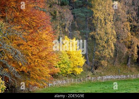 Bois d'arbres à feuilles caduques mixtes aux couleurs automnales, Strathdon, Aberdeenshire, Écosse. Aspen, Hêtre et bouleau argenté. Banque D'Images