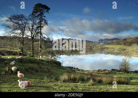 Loughrigg Tarn et Langdale Pikes de Loughrigg Fell, parc national du district de English Lake, Royaume-Uni Banque D'Images