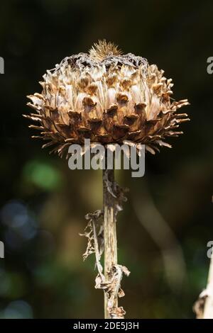 Tête de semence d'automne brun globulaire du chardon géant, Cynara cardunculus Banque D'Images