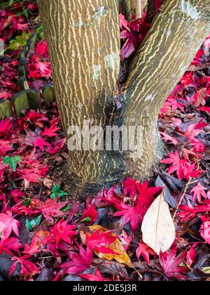 L'écorce rayée crème et brune de l'érable japonais, Acer palmatum 'Bloodgood', parmi ses feuilles d'automne rouges Banque D'Images