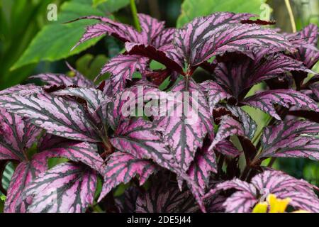 Feuilles à ailettes rouges, veinées noires du feuillage exotique tendre à mi-dur vivace, Begonia 'Benitochiba' Banque D'Images