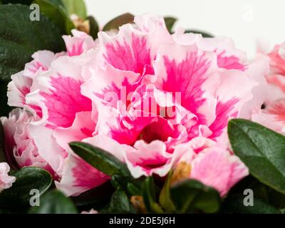 Fleurs doubles roses et blanches de corail à volants de la tendre maison d'hiver à fleurs persistantes et plante de serre, Rhododendron simsii 'Ilona' Banque D'Images
