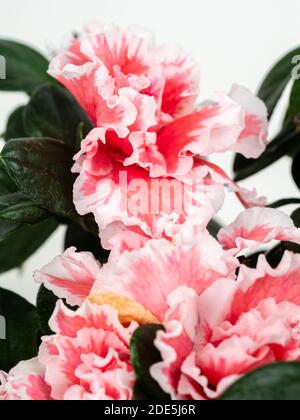 Fleurs doubles roses et blanches de corail à volants de la tendre maison d'hiver à fleurs persistantes et plante de serre, Rhododendron simsii 'Inga' Banque D'Images