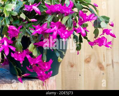 Exposition massée à la fin de l'automne du cactus de Noël épiphytique à fleurs roses, Schlumbergera truncata Banque D'Images