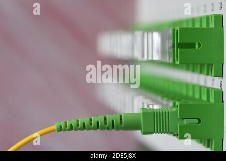 Panneau de distribution optique avec câble cordon patch connecté Banque D'Images