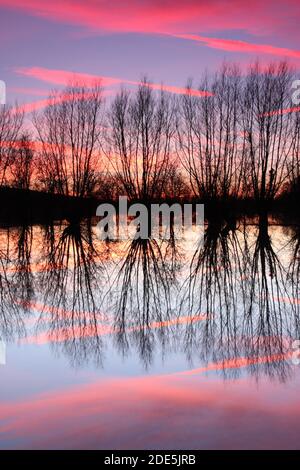 Eynsham Water Meadow, Oxfordshire, Angleterre, Royaume-Uni Banque D'Images