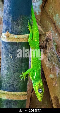 Chevalier anole (Anolis equestris) sur bambou, vertical - Davie, Floride, Etats-Unis Banque D'Images