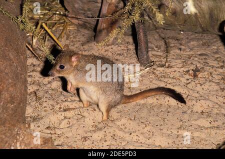 Brush queue Bettong, bettongia penicillata, adulte debout sur le sable Banque D'Images