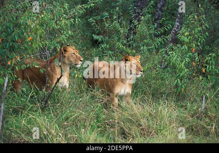 Lion africain, panthera leo, femelles émergeant de Bush, Masai Mara Park au Kenya Banque D'Images