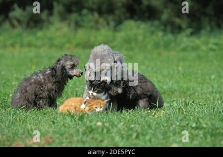 Gris standard Poodle femelle et Pup avec Kitten Banque D'Images