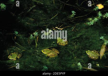 Grenouille comestible ou Grenouille verte, rana esculenta, adultes debout dans l'étang Banque D'Images