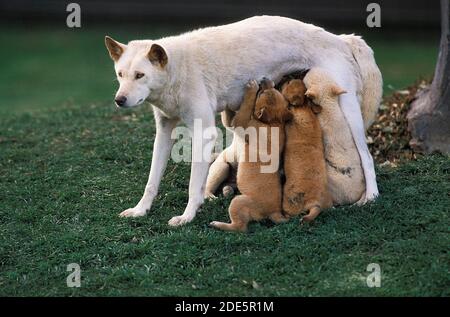 Dingo, canis familiaris dingo, femelle avec Pup suckling, Australie Banque D'Images