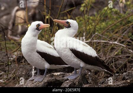 Booby masqué, sula dactylatra, paire debout sur les rochers, îles Galapagos Banque D'Images