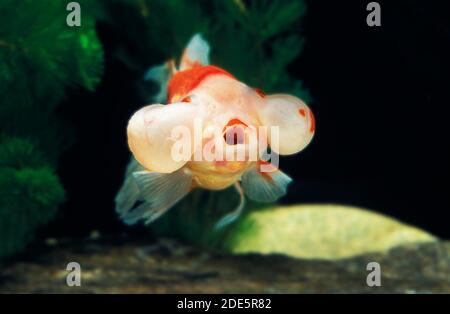 Bubble Eye Goldfish, Carassius auratus, adulte Banque D'Images