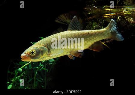 Leuciscus cephalus, chevaine, des profils Banque D'Images