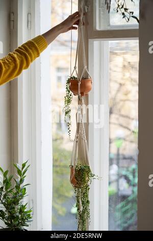 Femme tenant un cintre en coton macrame fait main suspendu de la fenêtre dans le salon. Amour pour les plantes d'intérieur, un passe-temps. Banque D'Images