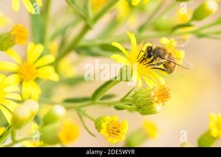 Abeille syrienne (apis mellifera syriaca) sur une fleur sauvage jaune Banque D'Images