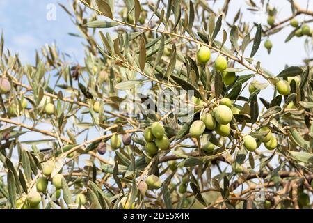 Olivier (olea europaea) avec olives vertes sur les branches Banque D'Images