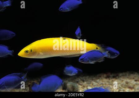 Napoléon jaune ou secteur de Napoléon, halichoeres chrysus, poissons d'Aquarium Banque D'Images