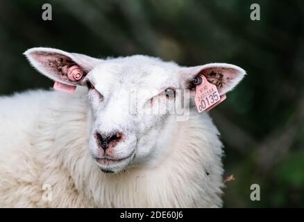 Jeunes moutons blancs sur pâturage, gros plan de la tête. . Photo de haute qualité Banque D'Images