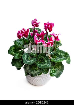 Fleur de cyclamen colorée en pot d'argile isolée sur blanc Banque D'Images
