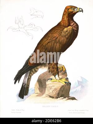 Imprimer montre une vue du côté droit d'un "Golden Eagle" perché sur un rocher - Commander - Oiseaux de proie. Famille - Pèlerin Banque D'Images