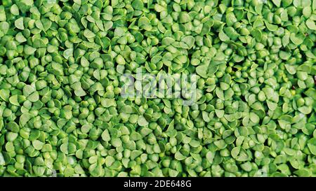 Fond de feuillage microvert. Gros plan sur les microgreens de basilic. Germination des graines à la maison. Concept de repas végétalien et sain. Basilic germé germé fr Banque D'Images