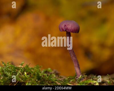 Gros plan d'un seul champignon de l'écepteur améthyste (Laccaria amethystina). Prise dans les bois anglais. Banque D'Images