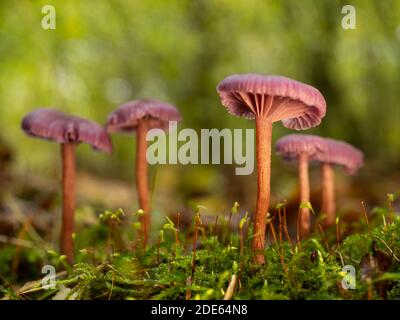 Un gros plan d'un groupe de champignons de l'écepteur améthyste (Laccaria amethystinina). Prise dans les bois anglais. Banque D'Images