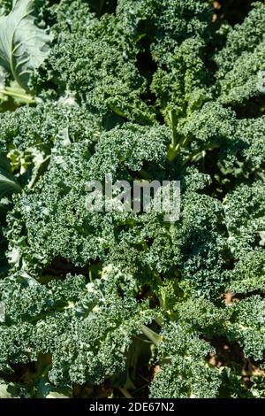 Kale ou choux en feuilles poussant dans le potager Banque D'Images