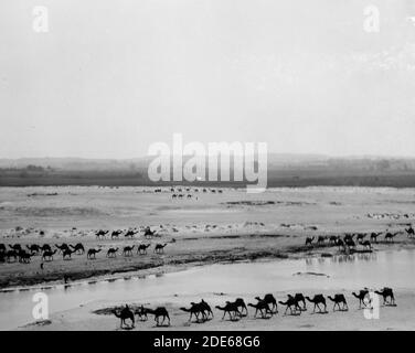 Légende originale: Air Views chamels forgeant l'Aujy R. [i.e. Auja River] N. de Jaffa - lieu: Israël--Yará¸³on River ca. 1925 Banque D'Images