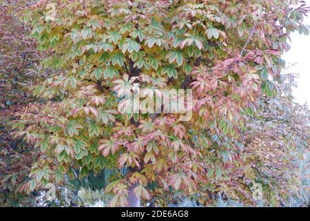 Feuilles jaune et verte de l'arbre Banque D'Images