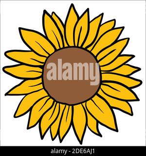 Image vectorielle des tournesols dessinés à la main Illustration de Vecteur