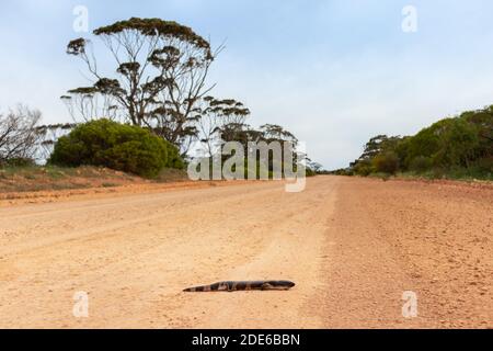 Lézard plat traversant une route en gravier, route non étanche adaptée aux 4rm. Reptile Skink tongué bleu de l'est (Tiliqua scincoides scincoides). Péninsule d'Eyre Banque D'Images