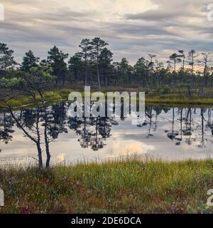 Coucher de soleil automnal sur la tourbière surélevée dans le parc national Kemeri en Lettonie. Banque D'Images