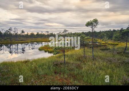 Coucher de soleil automnal sur la tourbière surélevée dans le parc national Kemeri en Lettonie. Banque D'Images