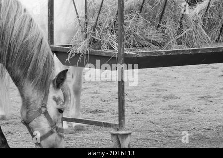 Le cheval mangeant par terre Banque D'Images