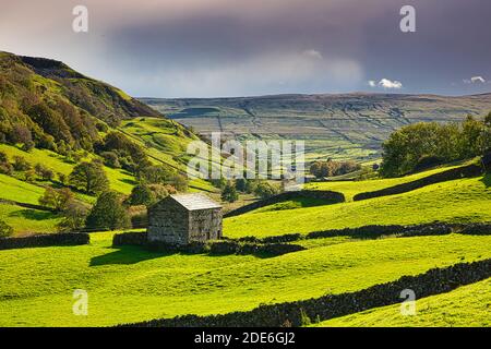 Hay Barns dans Upper Swaledale en automne, Yorkshire Dales, Angleterre, Royaume-Uni Banque D'Images