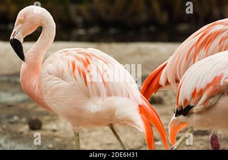 Flamants du Chili dans un parc à Santiago, au Chili Banque D'Images