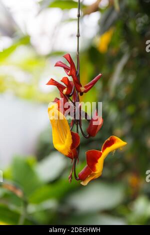 Peacock Flower ou Caesalpinia pulcherrima est une plante originaire d'Asie et d'Afrique. Vue rapprochée Banque D'Images