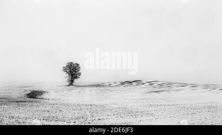 Arbre isolé dans un champ vide hiver avec brouillard. Ontario Canada. Banque D'Images