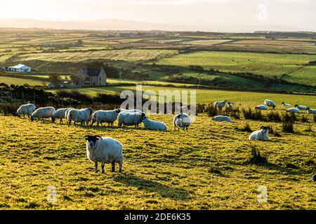 Chaussée de Giant à Bushmills, Irlande du Nord Banque D'Images