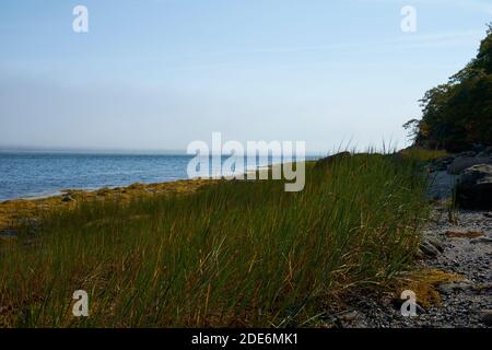 Une grande herbe de mer verte pousse sur une plage rocheuse, visible lorsque la marée est sortie. Sur Union River Bay à Surry, Maine. Banque D'Images