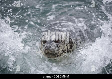 Un phoque du port de la côte ouest du Canada est traqué par les vagues. Banque D'Images