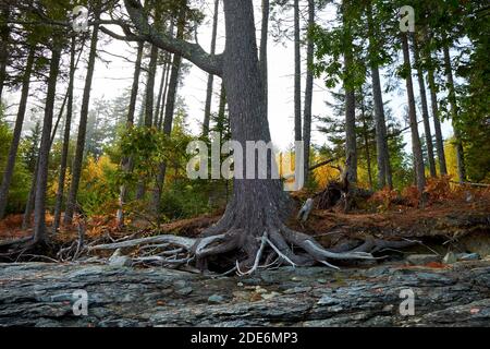 Un arbre est placé de façon précaire près du rivage, ses racines exposées par l'érosion de l'eau due au changement climatique, au réchauffement de la planète. Sur Union River Bay à Surry, Maine. Banque D'Images