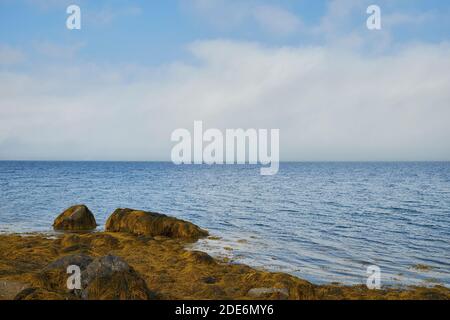 Brouillard, brume se délaçant sur l'eau bleue de la baie de Union River avec l'algue jaune sur la plage rocheuse au premier plan. À Surry, Maine. Banque D'Images