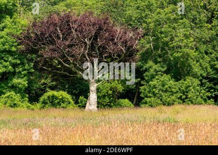 Un arbre de hêtre ou un Fagus inhabituel dans des feuilles de couleur automnale contre une végétation luxuriante par temps ensoleillé dans le parc national de Killarney, comté de Kerry, Irlande Banque D'Images