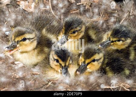 Gaines collantes (Anas platyrhynchos). Six heures ont éclos encore dans le nid. Mère canard incubé pendant 28 jours. Elle quittera le nid en tête de son faire Banque D'Images