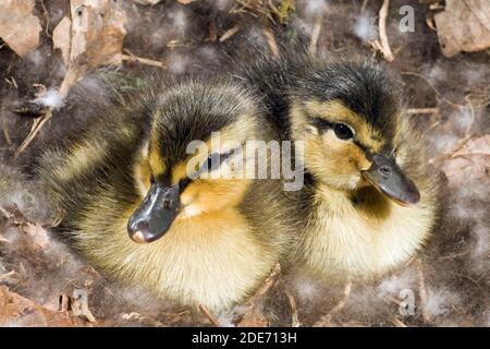 Gaines collantes (Anas platyrhynchos). Six heures ont éclos encore dans le nid. Mère canard incubé pendant 28 jours. Elle quittera le nid en tête de son faire Banque D'Images